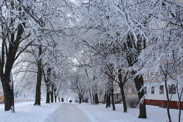 Sokaklara ve parklara yağan ilk kar. Şehrin sokakları ve parkları ilk beyaz karla kaplıydı. Ağaç dallarında birikmiş don. Telefon ve tabletin geçmişi için kış şehri. Kışın şehir.