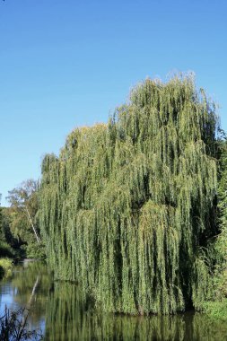  Nehir kıyısında salkım söğüdü.
