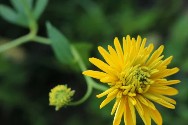 Flowers from a flower bed.