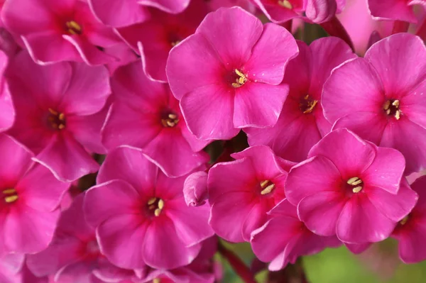 Ljusröd Flox Världen Blommor Ukraina Brigt Röda Blommor Värld Blommor — Stockfoto