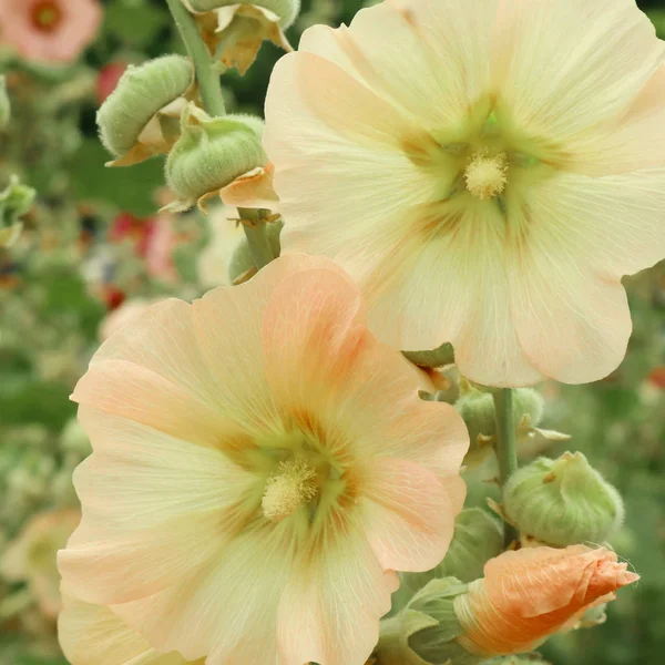 Tuin mallow. — Stockfoto