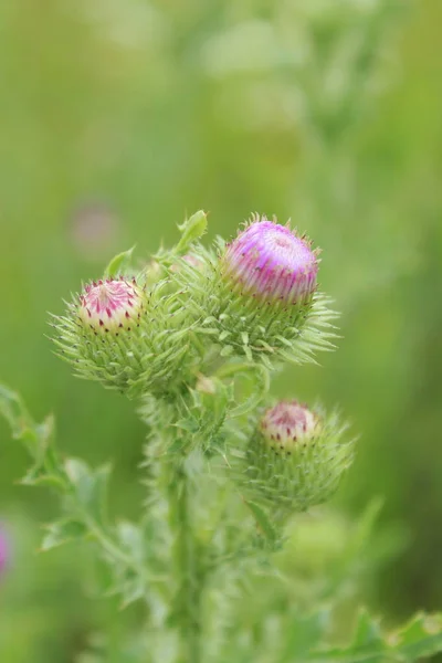 Silybum marianum. — Foto Stock