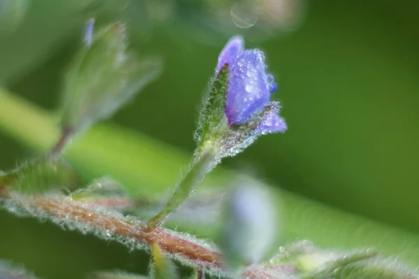 Foto de flores . — Fotografia de Stock