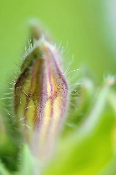 Foto de flores . — Fotografia de Stock