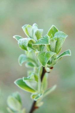   İlk yeşil yaprakları.