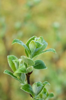   İlk yeşil yaprakları.