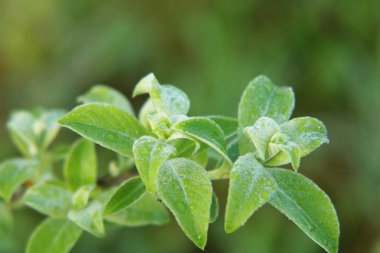   İlk yeşil yaprakları.