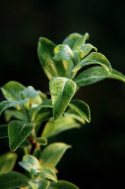   İlk yeşil yaprakları.