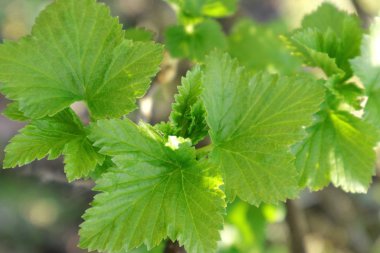   İlk yeşil yaprakları.