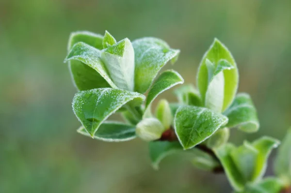 De eerste groene bladeren. — Stockfoto