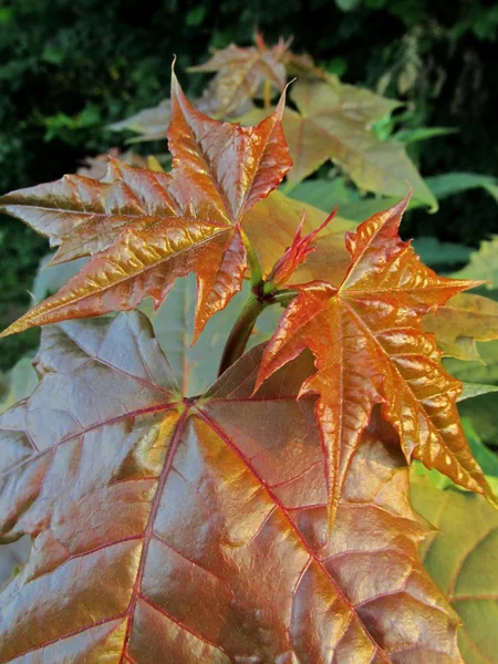 Les premières feuilles vertes . — Photo