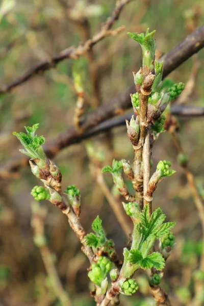 De eerste groene bladeren. — Stockfoto