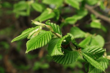   İlk yeşil yaprakları.