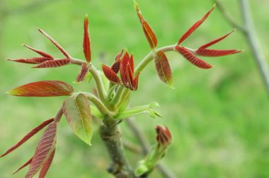   İlk yeşil yaprakları.