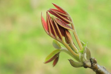   İlk yeşil yaprakları.