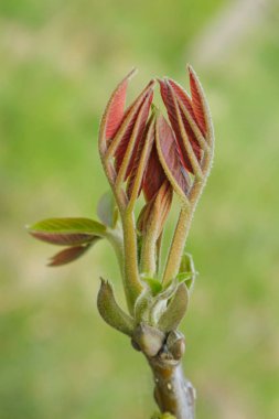  İlk yeşil yaprakları. 