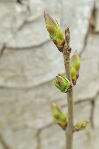 The first green leaves. — Stock Photo, Image