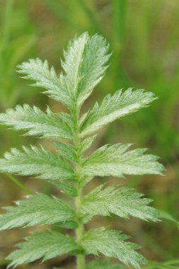 Kaplukh çiğ bitkisi.