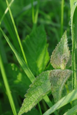 İlk çiçek baharda ağaçlarda açar. Baharın başında Ukrayna 'da doğa. Bahçelerde ve Ukrayna ağaçlarının parklarında taze yapraklar vardı. Telefon ve tablette arkaplan için yeşil yapraklar. 