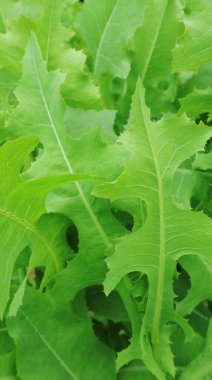 Doğanın bahar renkleri. 