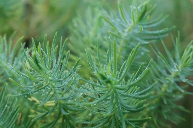  Doğanın bahar renkleri.