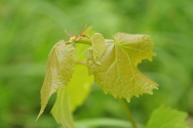  Doğanın bahar renkleri.
