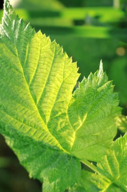  Doğanın bahar renkleri.