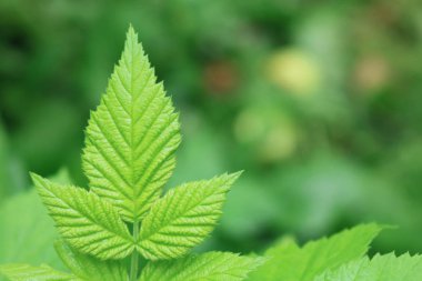  Doğanın bahar renkleri.