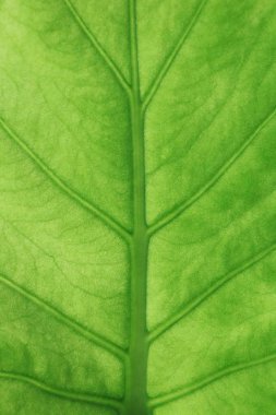  Doğanın bahar renkleri.