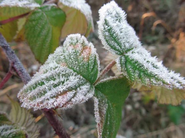 Hoarfrost on the leaves.