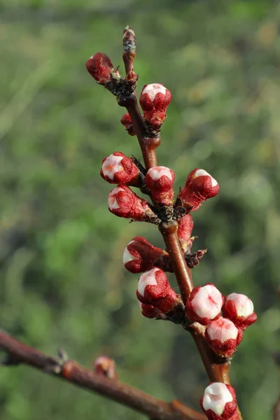우크라 이나의 공원에서 아침입니다 봄에는 과일나무와 관목의 2020 년이다 사과와 — 스톡 사진
