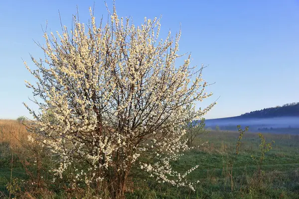 Tavaszi Napsütéses Reggel Kertek Parkok Ukrajna Gyümölcsfák Cserjék Virágzása Kora — Stock Fotó