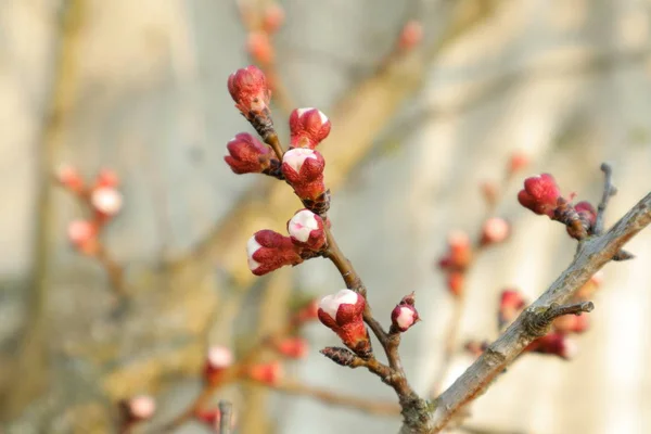Jarní Slunečné Ráno Zahradách Parcích Ukrajiny Jaře Kvetou Ovocné Stromy — Stock fotografie