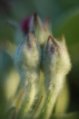  Baharın güneşli sabahında Ukrayna 'nın bahçelerinde ve parklarında. İlkbaharın başlarında meyve ağaçları ve çalılar. 2020 'nin ilk bahar çiçekleri. Parlak renklerde elmalar ve kirazlar. Telefon ve tablette arka plan için bahar bahçesi. Çiçek gezegeni