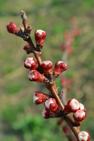 Primavera Soleada Mañana Los Jardines Parques Ucrania Flor Árboles Frutales — Foto de Stock