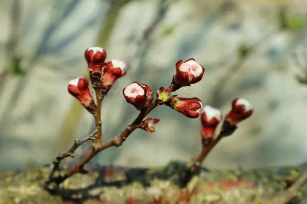 Spring Sunny Morning Gardens Parks Ukraine Blossom Fruit Trees Shrubs — Stock Photo, Image