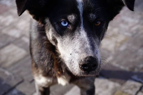 Photo of an ordinary yard dod. Dogs with colored eyes. Ternopil dog with different eyes. Animal pictures for Wikipedia. Wildlife in Ukraine. From the life of dogs.