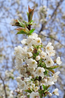   Ukrayna 'nın bahar bahçelerinde elmalar çiçek açıyor. Telefon ve tablet için arkaplanda elma çiçekleri olan dallar. Baharda Ukrayna bahçelerinde ve parklarında. Parlak bahar güneşli gün.                             