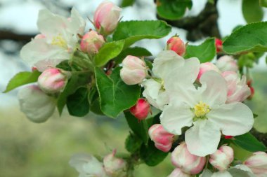   Ukrayna 'nın bahar bahçelerinde elmalar çiçek açıyor. Telefon ve tablet için arkaplanda elma çiçekleri olan dallar. Baharda Ukrayna bahçelerinde ve parklarında. Parlak bahar güneşli gün.                             