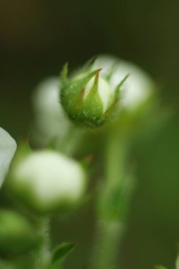   Ukrayna 'nın bahar bahçelerinde elmalar çiçek açıyor. Telefon ve tablet için arkaplanda elma çiçekleri olan dallar. Baharda Ukrayna bahçelerinde ve parklarında. Parlak bahar güneşli gün.                             