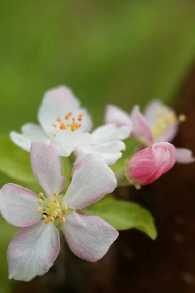 Яблука Цвітуть Весняних Садах України Твіги Яблучними Квітами Фону Телефоні — стокове фото