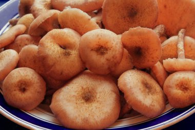  Tabakta orman keneviri. Ormandan gelen doğal yiyecekler. Batı Ukrayna ormanlarında yenilebilir mantarlar. Orman bitkileri ve hayvanlar.. 