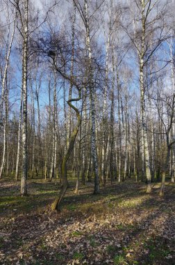  Kıvrımlı gövdeli Deprevo. Ukrayna 'nın parklarında ve ormanlarında erken güneşli bahar. Birch Korusu. Baharın başında doğa. Bahar uyanmadan önce.