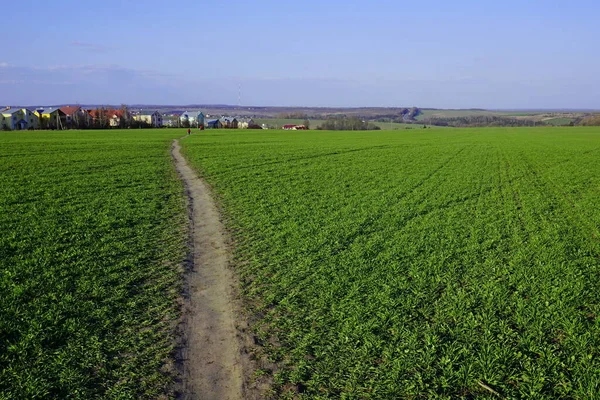 Campo Verde Primaverile Dopo Inverno Natura Rianimata Paesaggio Ternopil All — Foto Stock