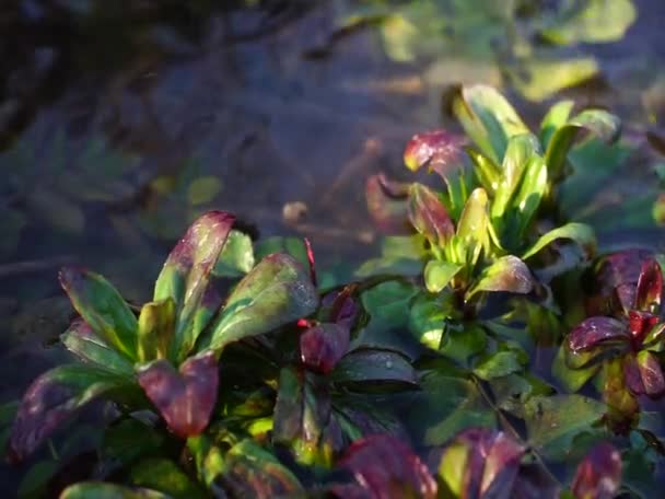 Arroyos Con Agua Manantial Agua Manantial Río Subterráneo Los Sonidos — Vídeos de Stock