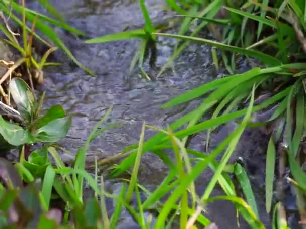 春の水とストリーム 地下の川から湧き水 石の上を流れる水の音 春の朝に澄んだ水 飲料水 — ストック動画