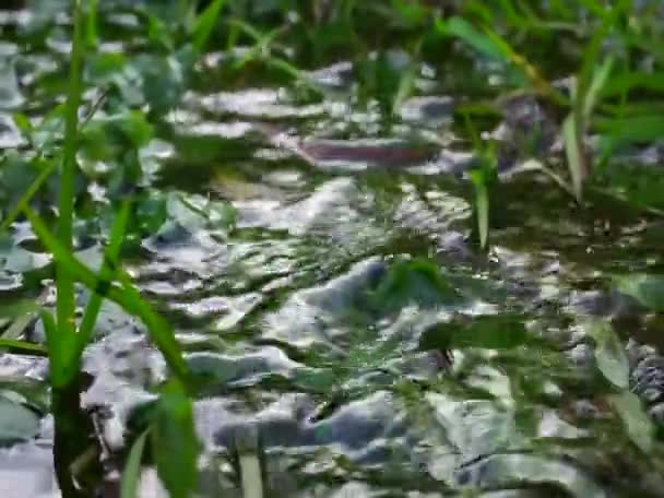 春の水とストリーム 地下の川から湧き水 石の上を流れる水の音 春の朝に澄んだ水 飲料水 — ストック動画