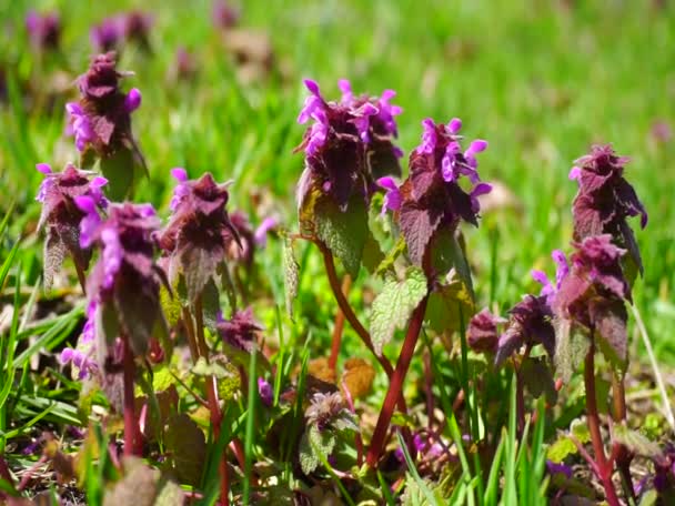 Videofon Med Vårblommor Pollinering Vårblommor Insekter Den Flora Och Fauna — Stockvideo