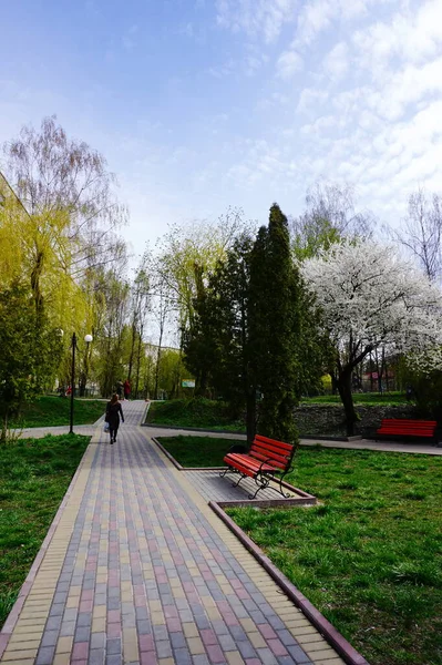Walk in the park among spring nature. Benches for rest under spring trees. Spring sunny day in the park. Park in the city. Spring flowering trees.