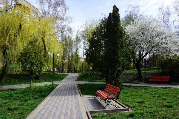 Caminhe Parque Entre Natureza Primavera Bancos Resto Abaixo Árvores Primavera — Fotografia de Stock